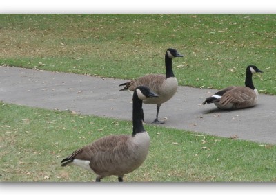 Ca Country Club -Ducks / Nov